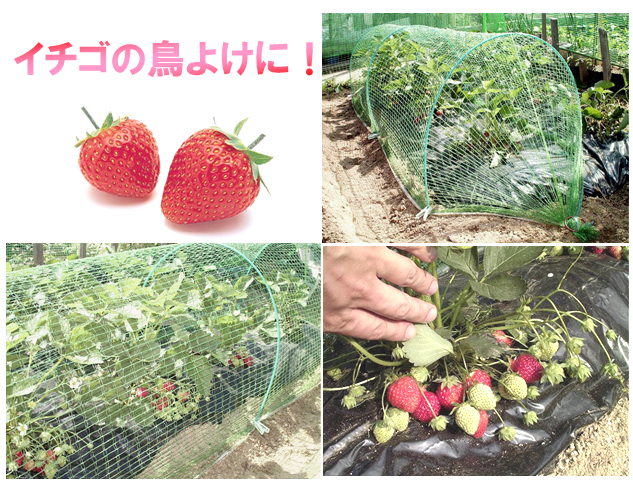 イチゴの鳥よけ