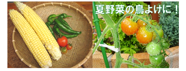 夏野菜の鳥よけ