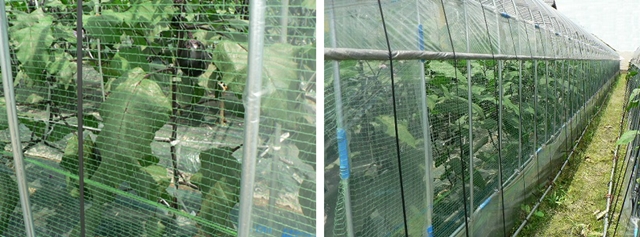 賀茂ナスの鳥よけ